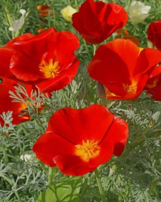 California Poppy Flowers paint by numbers