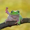 Cute Dumpy Tree Frog Paint by numbers