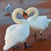 White Swans In love paint by numbers