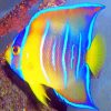 Queen Angelfish Paint by numbers