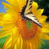 Sunflower And ButterflySunflower And Butterfly paint by numbers