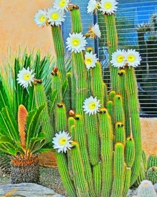 Cactus White Flowers paint by numbers