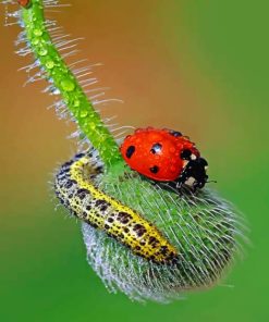 Ladybug paint by numbers