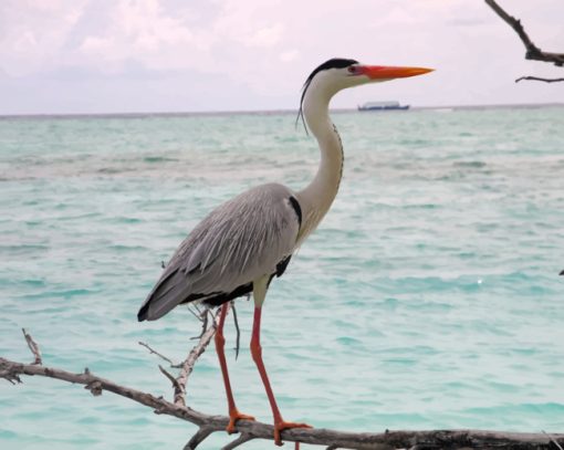 Heron Sea Bird paint by numbers