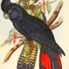 Red Tailed Black Cockatoo paint by numbers