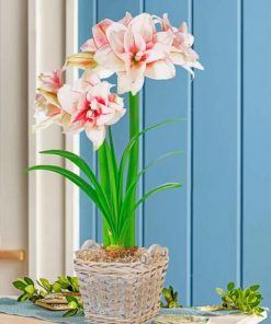 elvas amaryllis pot paint by numbers