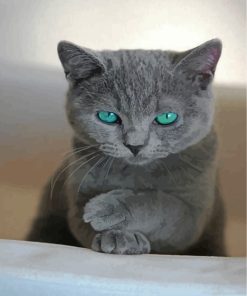 Russian-Blue-cat-paint-by-numbers