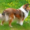 Adorable Sheltie Dog Paint By Number