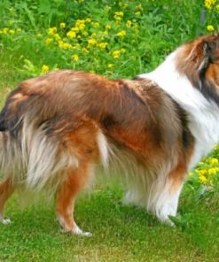 Adorable Sheltie Dog Paint By Number