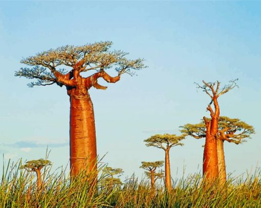 Alley Of The Baobabs Madagascar Paint by numbers