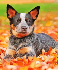 Blue Heeler Dog Paint By Number