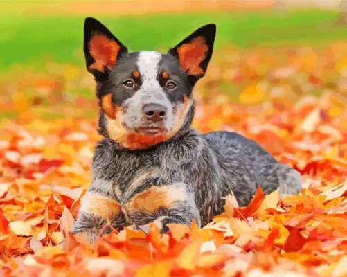 Blue Heeler Dog Paint By Number