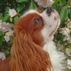 Cavalier-King-Charles-Spaniel-paint-by-number-510x639-1