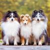 Cute Shelties Dogs Paint By Number