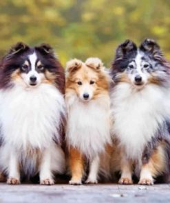 Cute Shelties Dogs Paint By Number