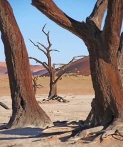 Dead Tree Desert Paint By Number