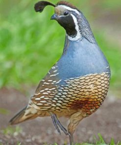 Gambels Quail Desert Bird Paint By Number