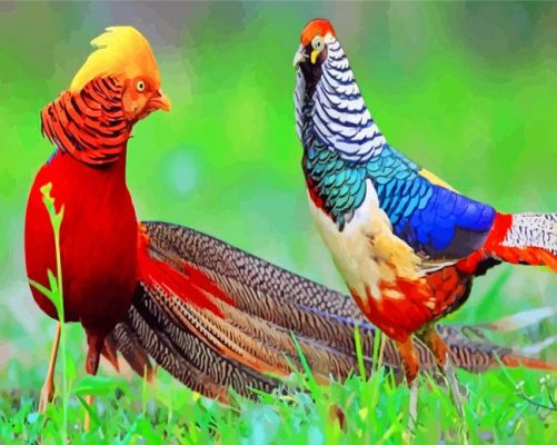 Golden Pheasant Birds Paint by numbers