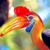 Hornbill Bird Animal Paint by numbers