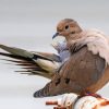 Mourning Dove Paint By Number