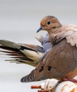 Mourning Dove Paint By Number