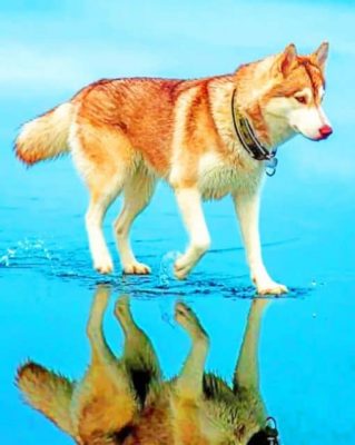 Siberian-Brown-Husky-paint-by-numbers-510x639-1