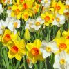 White And Yellow Daffodils Paint By Number