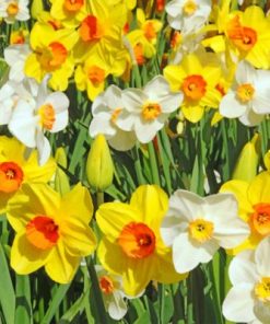 White And Yellow Daffodils Paint By Number