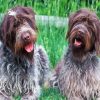 Wirehaired Pointing Griffon Dogs Paint by numbers