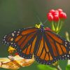 Yellow-And-Black-Butterfly-On-Leaf-paint-by-number