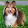 Adorable Sheltie Paint By Number