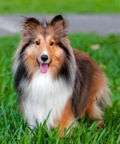 Adorable Sheltie Paint By Number