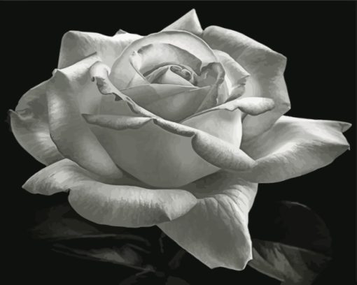 aesthetic-bllack-and-white-rose-paint-by-numbers