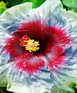 Aesthetic Hibiscus Flower Paint by numbers