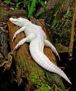 albino-crocodile-on-tree-paint-by-numbers