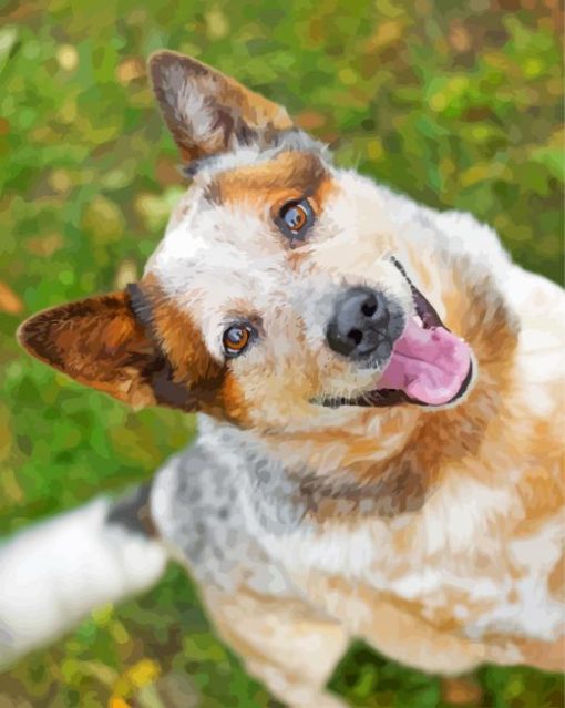 Australian Red Heeler Paint By Numbers