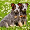 Australian Cattle Dogs Paint By Numbers