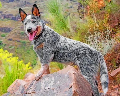 Australian Cattle Dog Paint By Number