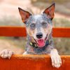 Australian Heeler Paint By Numbers