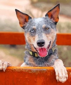 Australian Heeler Paint By Numbers