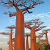 Baobab Trees Paint by numbers