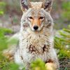 Beautiful Coyote Paint By Number