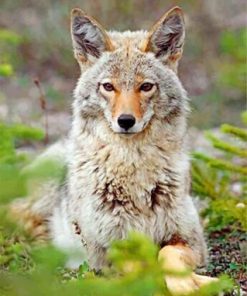 Beautiful Coyote Paint By Number