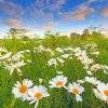 Beautiful Daisies Paint By Numbers