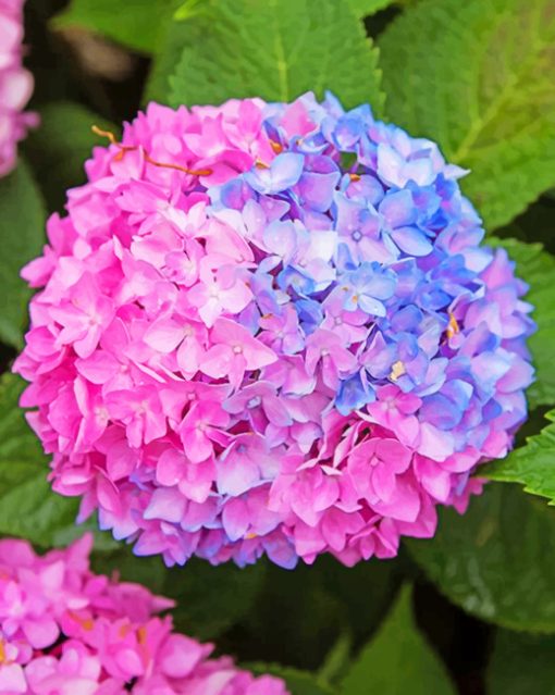 blue-and-ppink-hydrangea-paint-by-numbers