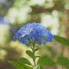 blue-hydrangea-flower-paint-by-number