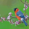 Bullfinch Bird On Tree Paint By Numbers