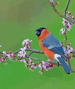 Bullfinch Bird On Tree Paint By Numbers