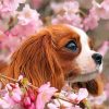 cavalier-puppy-and-blossoms-paint-by-number