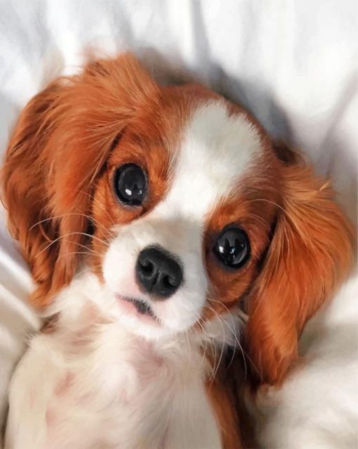 cute-cavalier-puppy-paint-by-number